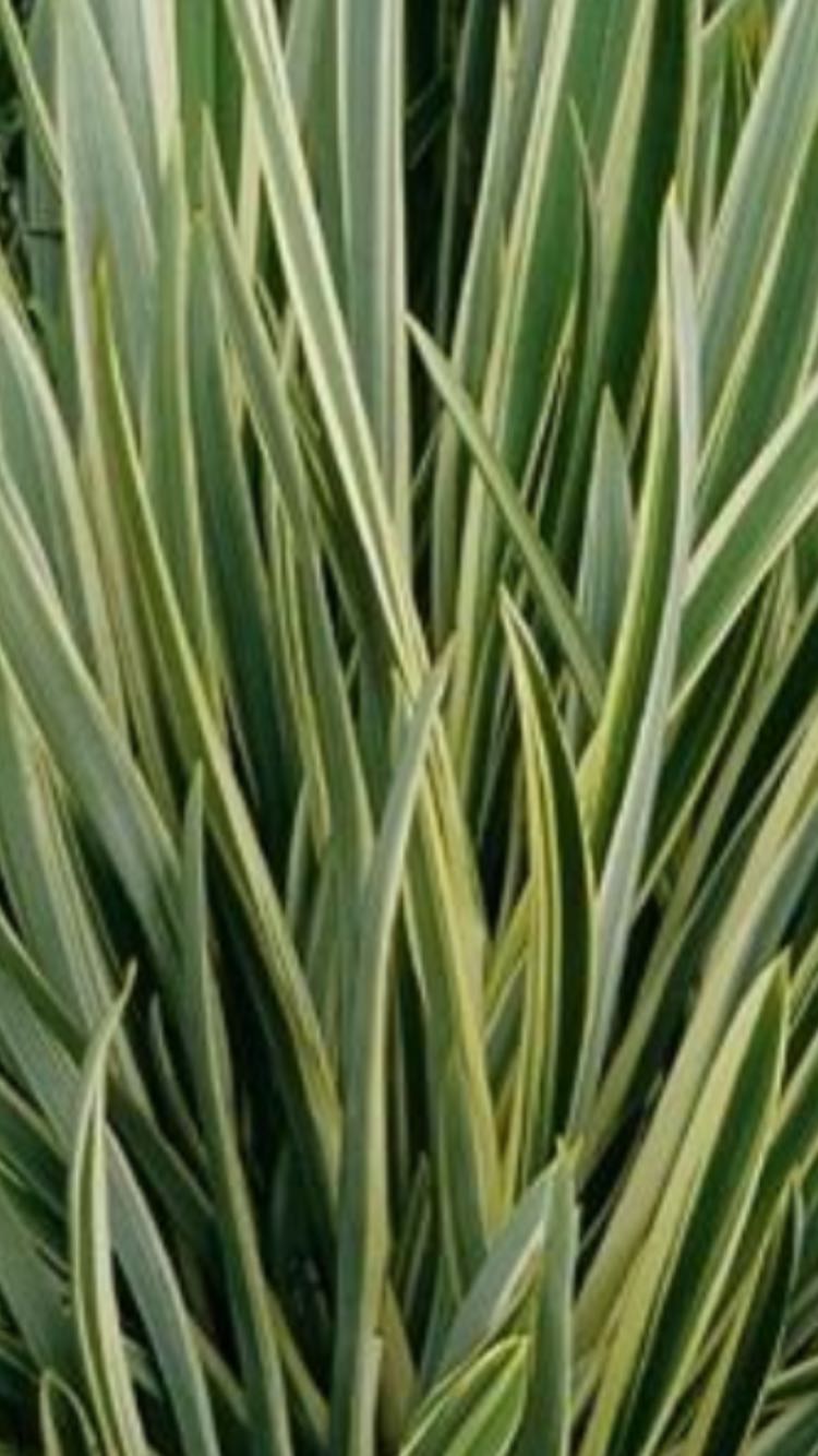 PHORMIUM TENAX VARIEGATO